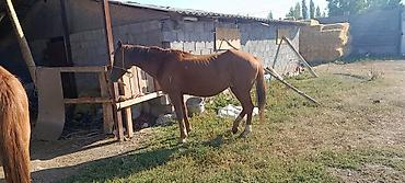 двойные козы: Продаю | Кобыла (самка) | Конный спорт — 4