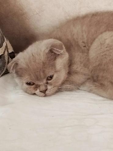 Продажа кошек: Котята шотландской породы самостоятельные,серые 2 мальчика бежевая — 2