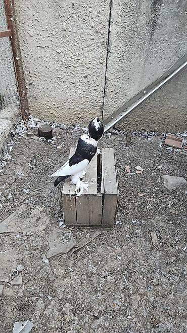 sevgi qusu: Pomerianlar hazır bala verən cütlərdi erkək bozquyruqdu maya isə tam — 6