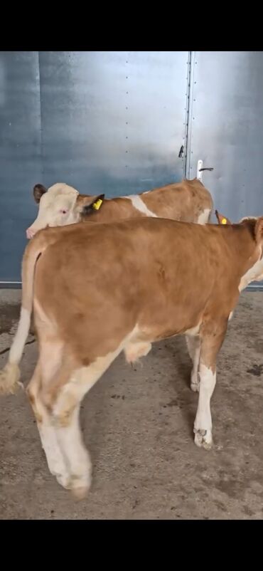 Dana, buzov: Məhsul: Simental cinsli buzovlar Təsvir: - Rəng: açıq-qəhvəyi/ağ — 12