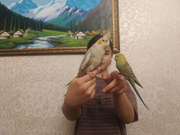 Птицы: Птицы