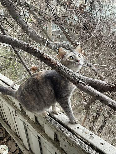 Кошки: В добрые руки, Бесплатная доставка — 4