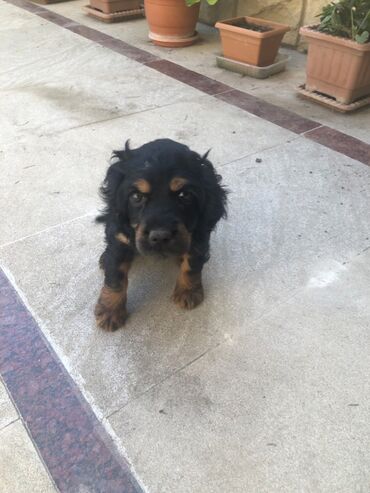 it axtarilir: Koker spaniyel, 2 ay, Dişi, Peyvəndli, Ünvandan götürmə, Ödənişli çatdırılma