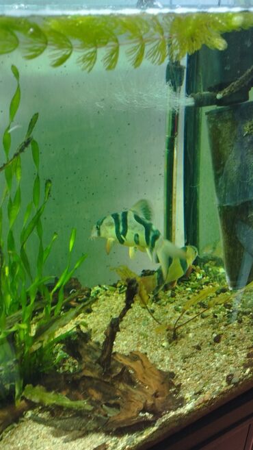 отдам даром аквариум: Клоун боция размер 15см взрослые хорошо уживаются со всеми рыбами