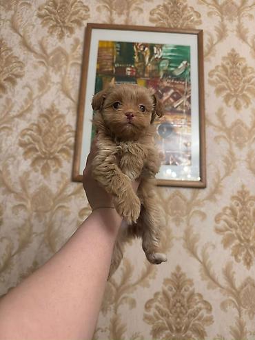 İtlər: 3 ay, Dişi, Peyvəndli, Ünvandan götürmə — 11