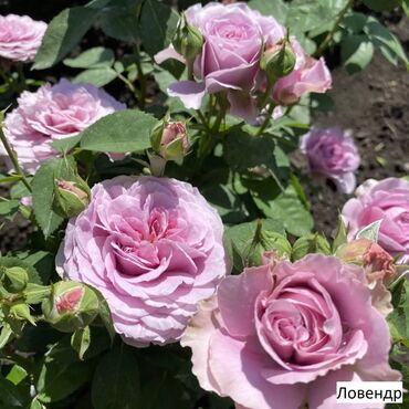 Садовые цветы и кустарники: Саженцы цветка: Розы, Бесплатная доставка, Самовывоз — 19