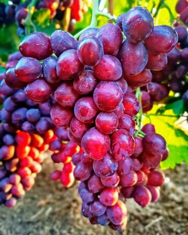 винограда: Обрезка винограда качественно