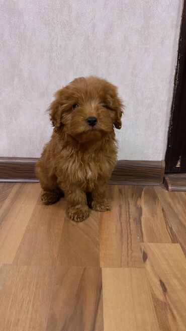 İtlər: Pudel, 2 ay, Erkek, Peyvəndli, Ünvandan götürmə — 1