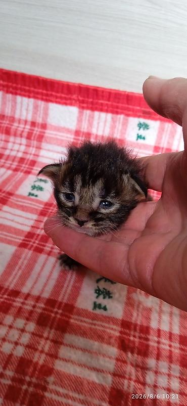 Кошки: Мейн-Куны 🥰🥰🥰 Предлагаются к брони котята Рысята ❤️ — 2