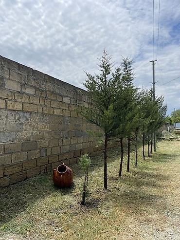 Kənd təsərrüfatı, Makler, Kupça (Çıxarış) lalafo.az -da — 7 Kənd təsərrüfatı, Makler, Kupça (Çıxarış) — 7