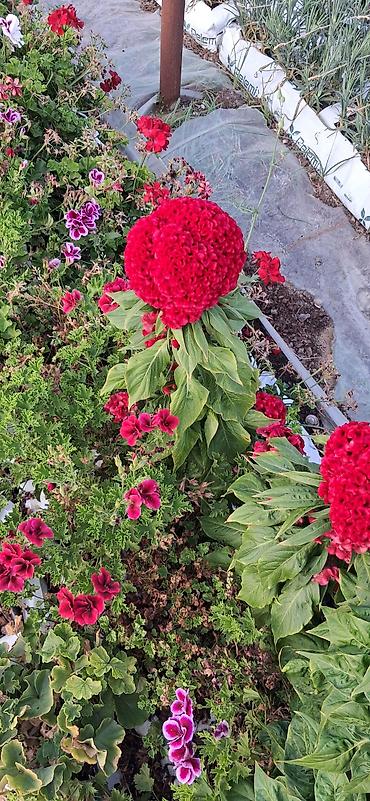 agadayi uzum sortu: Balaca qablardab satışda 1azn Məhsul: Qırmızı “Xoruz Tozu” – Celosia — 8