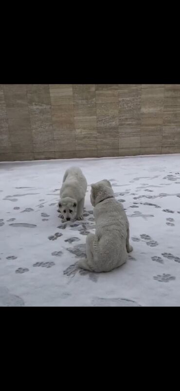 İtlər: Alabay — 5