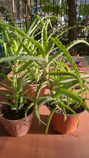 семена кукурузы пионер в бишкеке: Алоэ от 300 сом за один👈
📍Находятся в районе 1000 мелочей