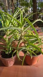 растущий стул бишкек: Алоэ от 300 сом за один👈
📍Находятся в районе 1000 мелочей