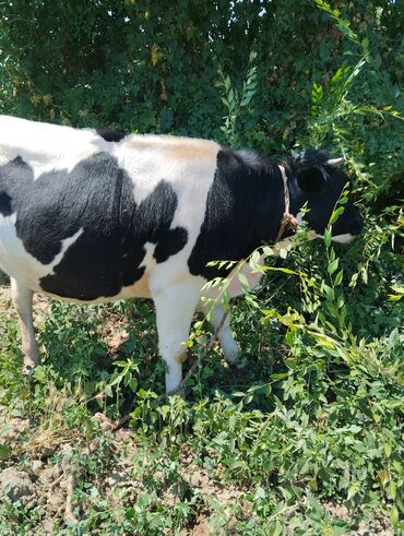 Коровы, быки: Продаю | Тёлка | Голштин | Племенные