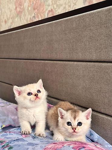 ağ pişik adları: Erkək, Dişi — 5