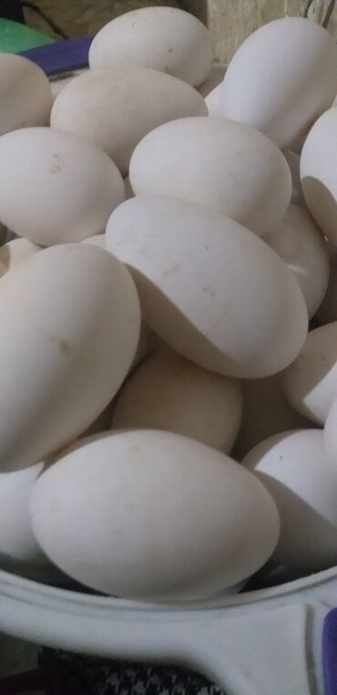 Азык-түлүктөр: Гусинные яйца . Гастын жумуртка . 1яйцо 1жумуртка . Бесчисленные
