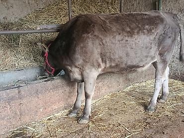 Продаю | Корова (самка) | Для молока | Стельные at lalafo.kg Продаю | Корова (самка) | Для молока | Стельные