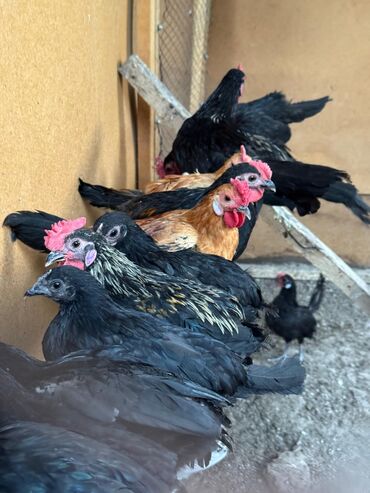 поилки для цыплят: 🐣Продаю декоративные карликовые породы кур и петухов! Отличные
