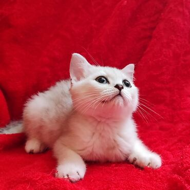русская голубая кошка котята: Скотиш Страйт (Шотландиялык тик кулактуу), 2 айлык, Эркек, Күмүш өңдүү шиншилла, Лотокко барууга үйрөтүлгөн, Курттардан тазаланган