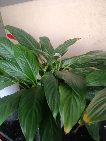 столешница под раковину: Спатифиллум в горшке - Комнатное растение с густой розеткой