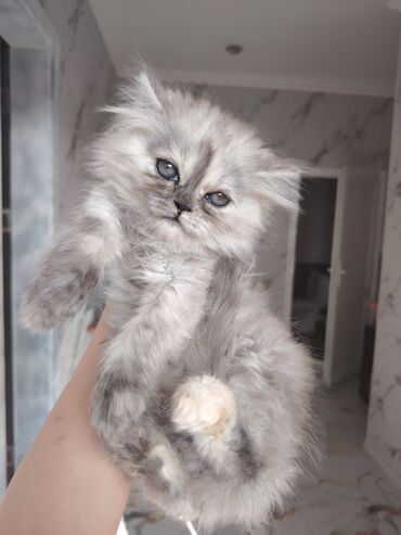 Pişiklər: Britaniya və Scottish və digər növlərin bala pişikləri var. Qiymətləri — 22