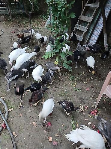 Yumurtası,yeni yumurtadan çıxmışdan 7-8 ayına kimi hinduşka var. cinsi lalafo.az -da Yumurtası,yeni yumurtadan çıxmışdan 7-8 ayına kimi hinduşka var. cinsi
