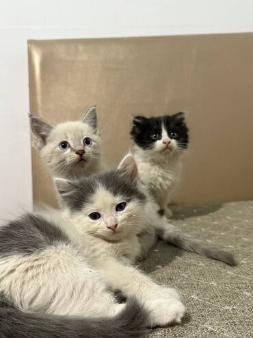 возьму кошку в добрые руки: Очаровательные котята-долгуши с пушистыми хвостами и мягкой шерстью