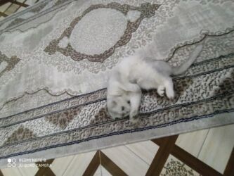 pers pişiyi: Британская, Самка, В добрые руки, Самовывоз