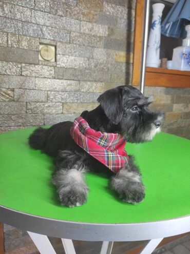 Psi: Patuljasti šnaucer Black & Silver štenci na prodaju. Ostenjeni — 8