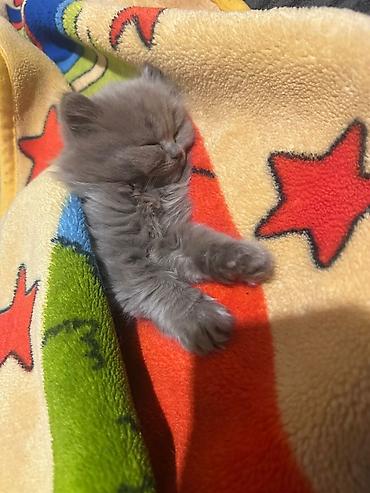 Pişiklər: Şotland — 10