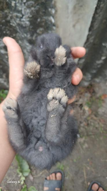 oranda balığı: Satılır real alıcı ilə razılaşmaq olar hamsi satılır ! — 7