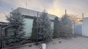 Декоративные деревья: Саженцы деревьев: Ели, Самовывоз — 6