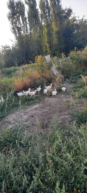 куры простые: Продаю | Куры, Петух — 6