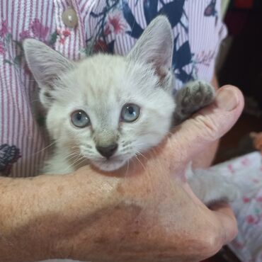 кот на вязку: Отдаём котят в хорошие руки! Беленькие кошечки, девочки, к лотку