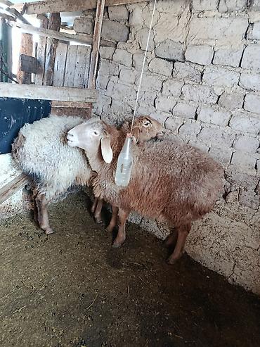 Баран, овца: Продаю | Овца (самка) | Для разведения | Матка — 1