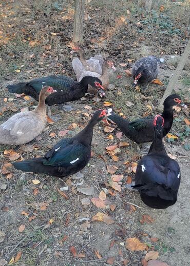 Ördəklər: Dişi, | Macar, Damazlıq, Pulsuz çatdırılma — 1