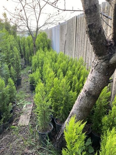 Şitillər: 🌿 Satılır – Dekorativ Həyət və Bağ Bitkiləri 🌳 Həyət və bağların — 4