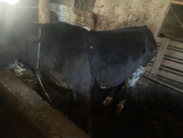 smental inekler: Dana, buzov, Erkək, Simental, ay: 1, Damazlıq, Ətlik, Ünvandan götürmə lalafo.az -da smental inekler: Dana, buzov, Erkək, Simental, ay: 1, Damazlıq, Ətlik, Ünvandan götürmə