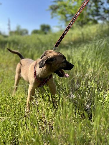Отдам даром собаку: Ищем дом для маленькой Бусинки 🐾🏡 Группа «Зоозащита Бишкек» ищет — 3