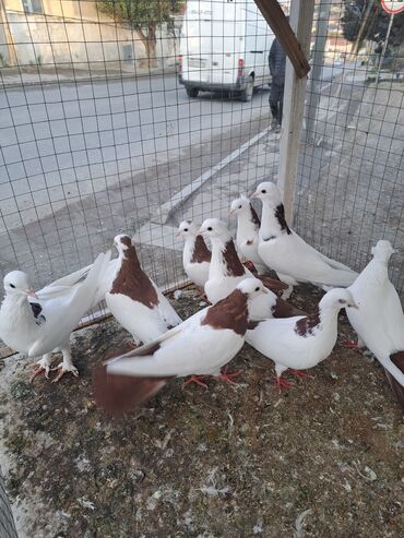 покупка собак в баку: Məhsul: Bəzək və uçuş üçün göyərçinlər Təsvir: - Növ