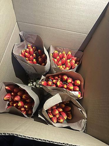 Букеты из живых цветов: В наличии Тюльпаны🌷💐 имеются в ярких и разных цветах . также есть — 9