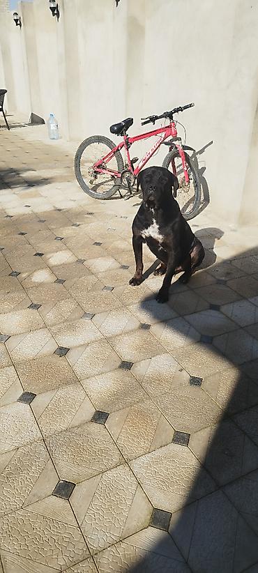 ucuz pitbul: Kane-Korso, 2 il, Erkək, Cütləşmə üçün — 1