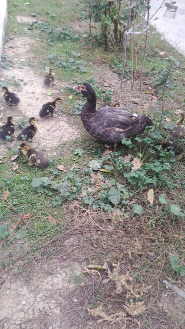 Ördəklər: Dişi, | Lal ördək, Macar, Damazlıq, Pulsuz çatdırılma — 10