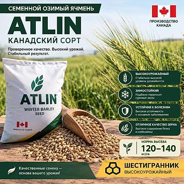 отруби рисовые: Семенной озимый ячмень ATLIN (канадский сорт) - Происхождение: Канада — 1