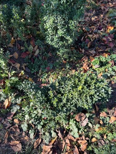 Şitillər: Şimşir tingləri satıram. Onlar dekorativ haşiyələr, hedcinqlər və — 16