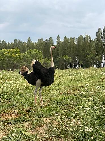 Другие с/х животные: Продаю четырех летних и молодняк страусов, цена договорная — 3