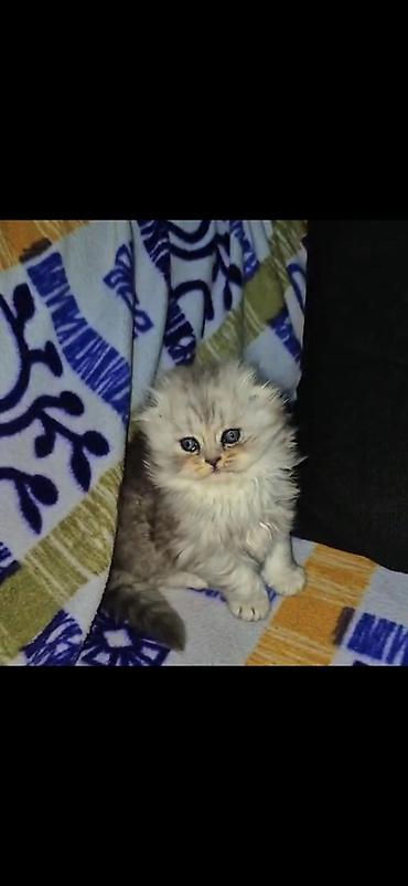 pişik balası: Mavi gözlü, uzun tüklü balaca pişik balası Ailə üzvü olacaq mehriban — 4