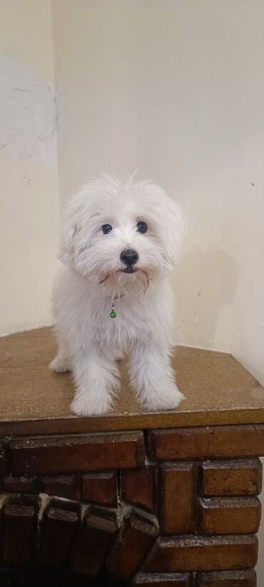 tuklu pişiklər: Malta bolonka, 4 ay, Erkek, Ödənişli çatdırılma