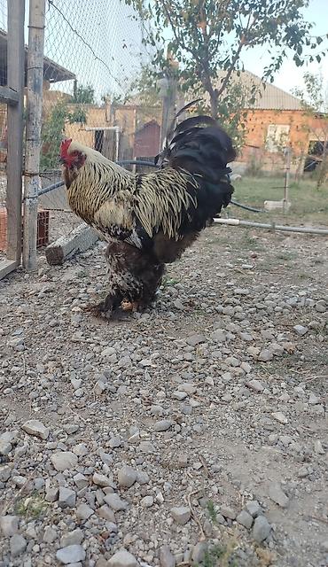 sabuncu quş bazarı: Brahma tam sağlam akdiv heyvadı damazlğa yararlı — 1